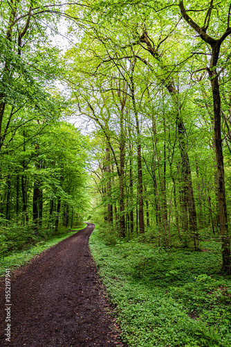 Waldweg in die Natur