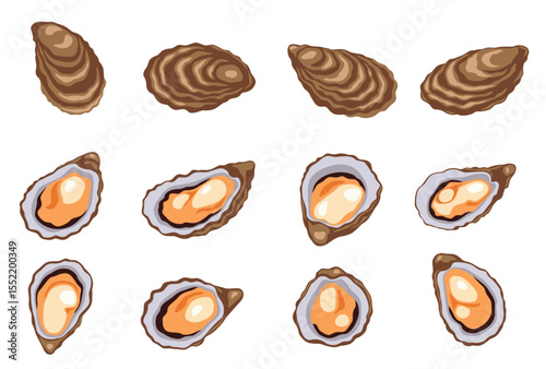 Oysters isolated on black background.