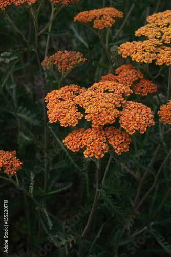 medicine plant orange flower yarrow on a flowerbed on a sunny day