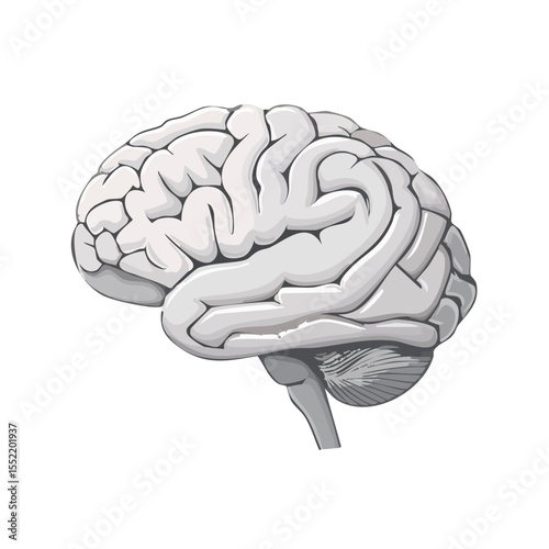 Human brain illustration for medical educational resources or neuroscience projects highlighting anatomy and intelligence concepts