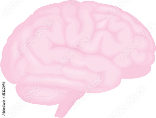 Illustration of a pink brain with a light outline on a white background