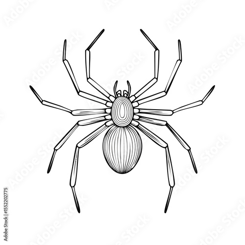 White outline of a spider isolated on black arachnid with eight legs art illustration for Halloween themed cards and scary designs