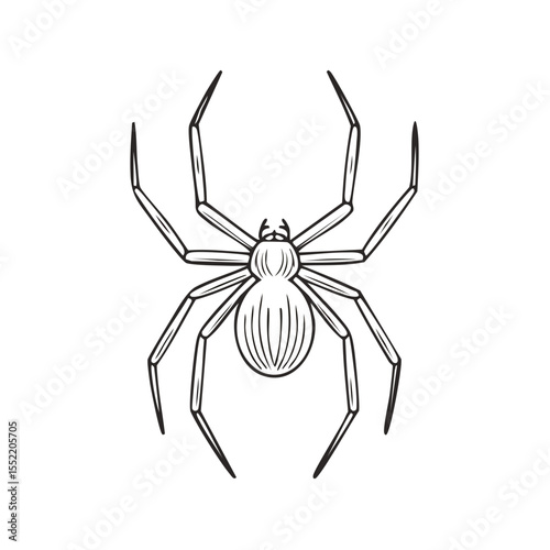 Line art illustration of a spider Arachnid insect featuring a detailed anatomical body creepy crawly arthropod and eight legs on a black background