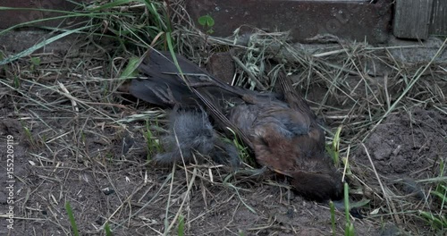 The lifeless body of a bird lies on the ground near a weathered wall, surrounded by grass and dirt, capturing a harsh moment in the natural cycle of life and mortality in a harsh, silent environment.