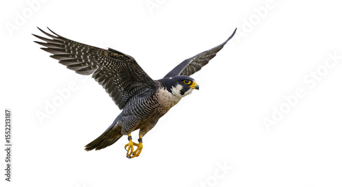 eagle in flight isolated,png,,