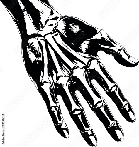 Human hand anatomy watercolor study. Transparent layers revealing bones muscles and tendons with artistic brushwork.