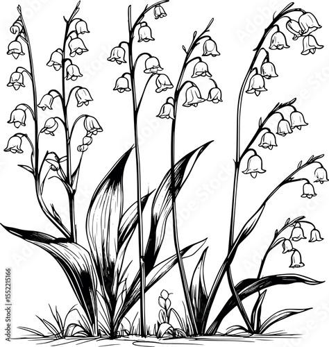Detailed Botanical Lily of the Valley Line Drawing - Educational Plant Illustration with Accurate Structure