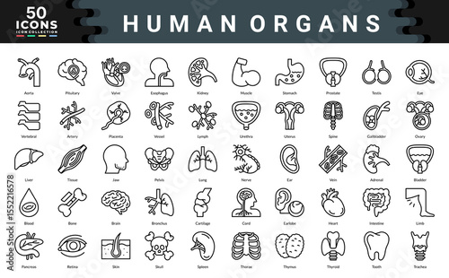 Human Organs icon collection. Simple outline vector illustrations.