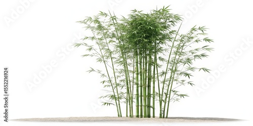 Lush Green Bamboo Grove on ...