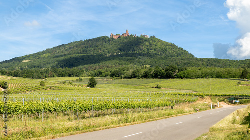 rows of grape field with Our lady of Dusenbach on the mountain, Alsace, France, winery
