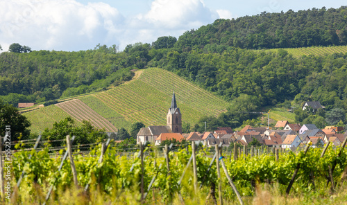 grape field with old town in the background, and Alsace, France, winery