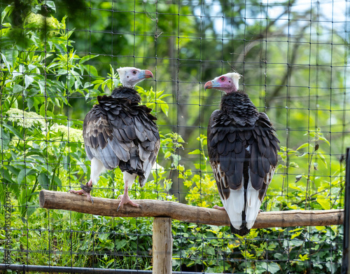 two vultures in a cage in a eagle park