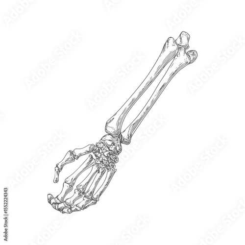 Anatomical Arm: Detailed Engraving of Human Bones on White Background
