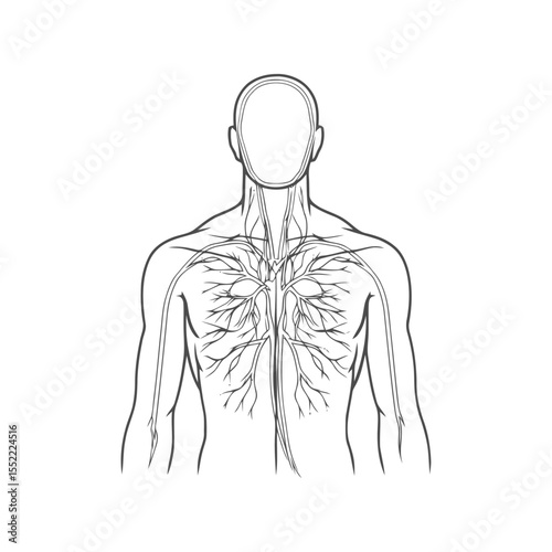 Human Body Veins and Arteries Diagram, Anatomical Illustration