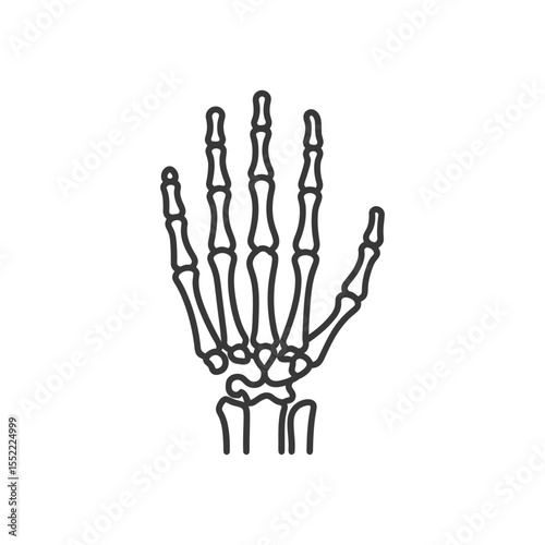 Anatomical Hand Skeleton Outline: Medical Illustration on White Background