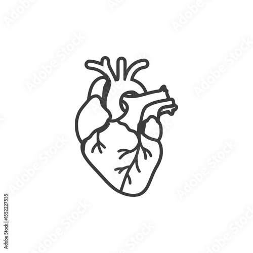 Anatomical Heart Outline: Medical Illustration of Human Organ