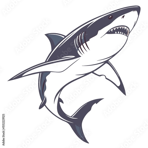 shark vector illustration