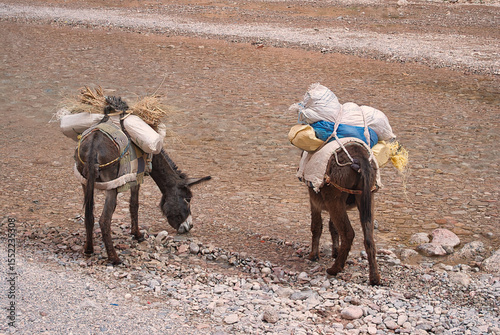 A pair of donkeys by the river