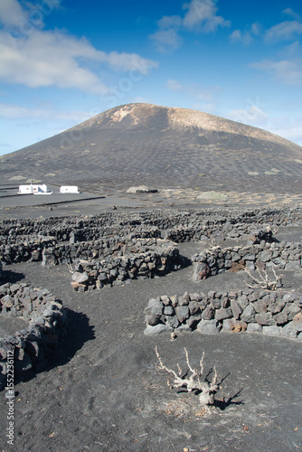 Vineyards in desertic land in Lanzarote