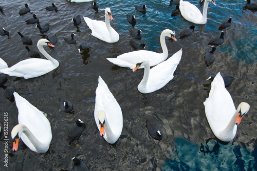Fototapeta Naklejka Na Ścianę i Meble -  swans and ducks