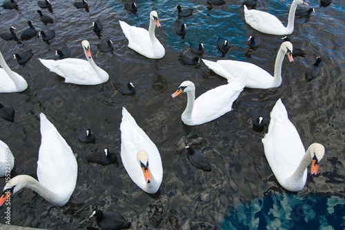 Fototapeta Naklejka Na Ścianę i Meble -  swans and ducks