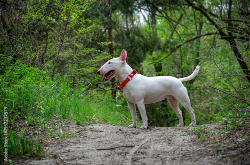 Miniature Bull Terrier standing alert on elevated forest road. Shoulder-level shot. Blurred woods backdrop, roadside grass. Profile head turn sequence. Red collar, attentive pose.