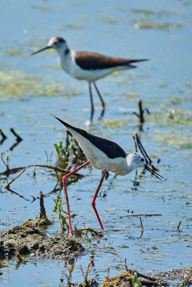 Obraz premium Two black-winged stilts in marsh
