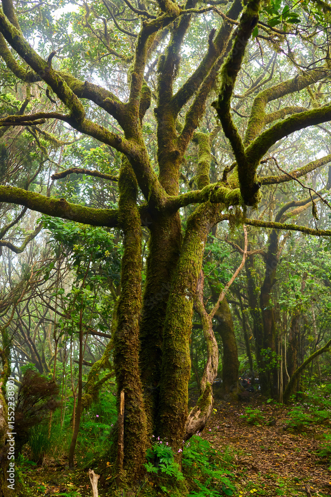 Fototapeta premium Laurisilva forest in Anaga