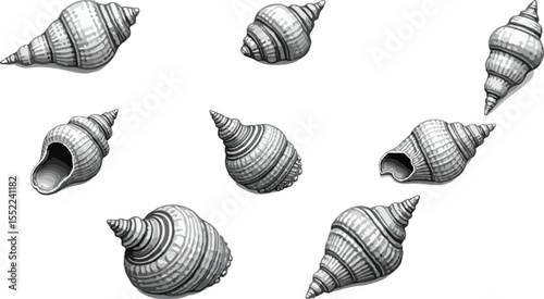cockleshell sets in vector. set of seashells. cockleshell summer symbols collection