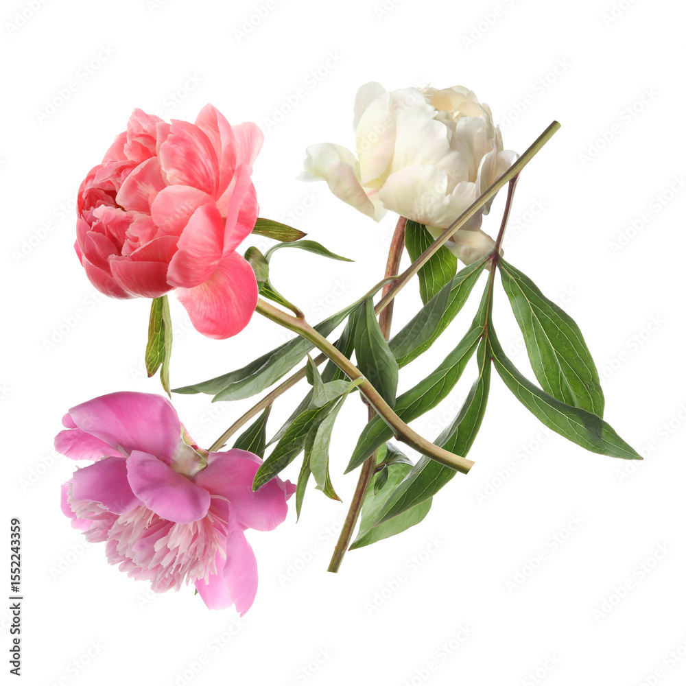 Obraz premium Beautiful peonies in air against white background