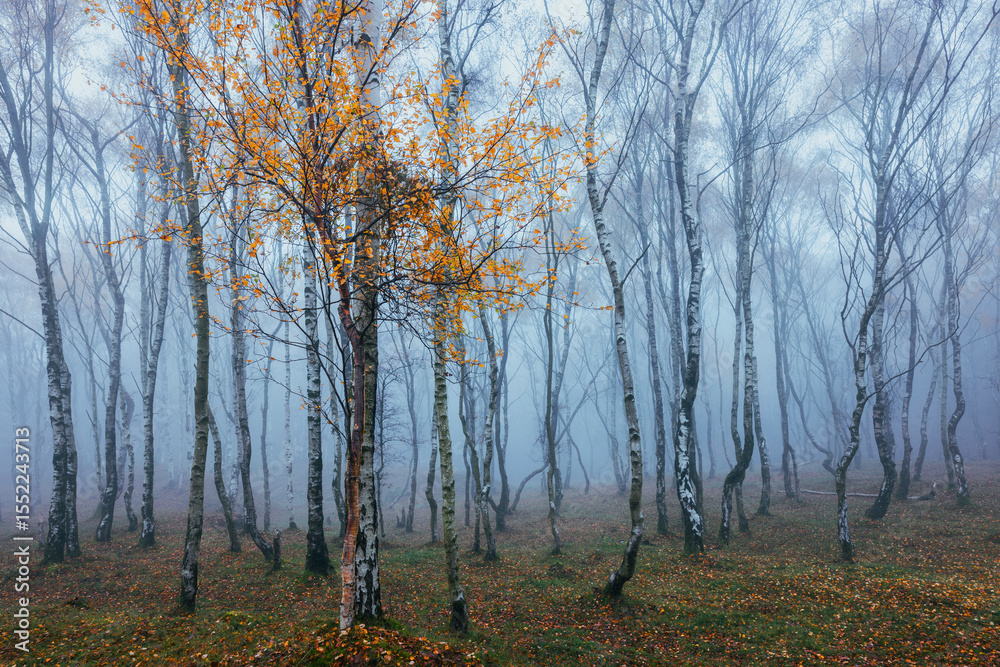 Fototapeta premium Enchanted foggy woodland with white birch trunks and a single tree crowned with golden autumn leaves in a silent, surreal forest scene