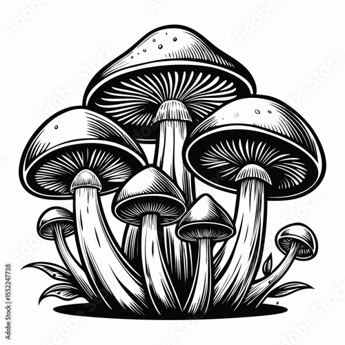 Detailed black and white illustration of a cluster of mushrooms with gills