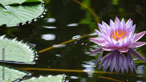 Blue and purple water lily with yellow stamens floating on a calm pond, showcasing the serene beauty of nature and aquatic floral elegance