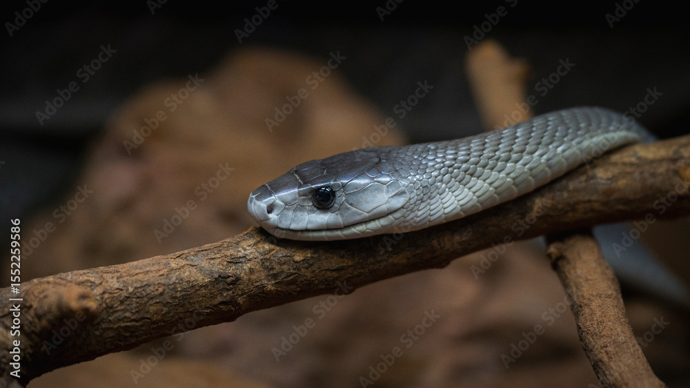 Fototapeta premium close up of a snake