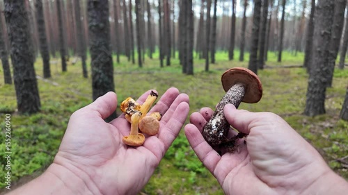 A mushroom picker holds edible chanterelle and aspen mushrooms in his hands, first-person view.