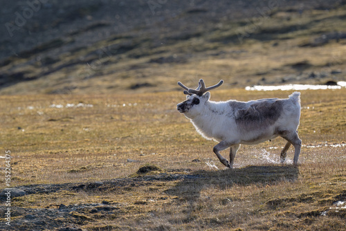 Svalbard reindeer (Rangifer tarandus platyrhynchus)
