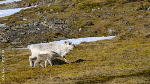 Svalbard reindeer (Rangifer tarandus platyrhynchus) with calf