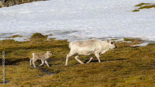 Svalbard reindeer (Rangifer tarandus platyrhynchus) with calf