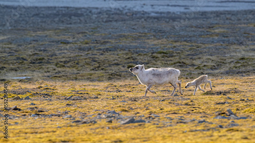 Svalbard reindeer (Rangifer tarandus platyrhynchus) with calf