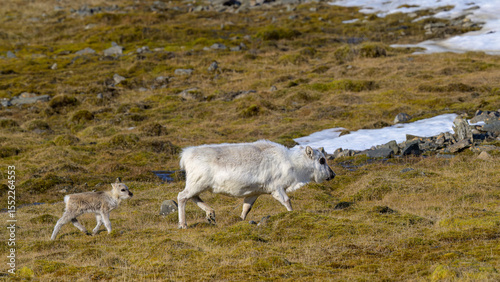 Svalbard reindeer (Rangifer tarandus platyrhynchus) with calf