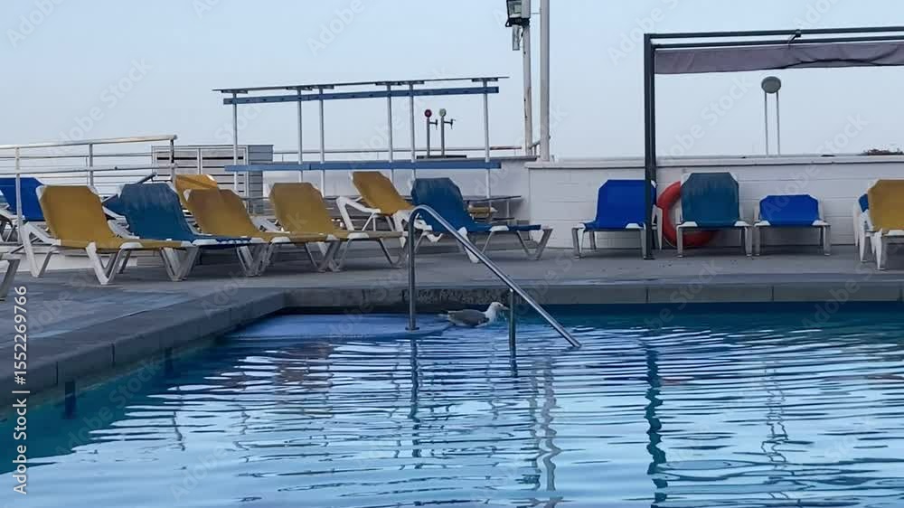 Gaviota o pájaro bañándose en una piscina en verano