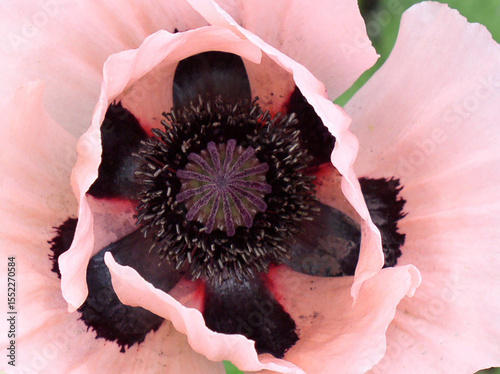 Oriental Poppy