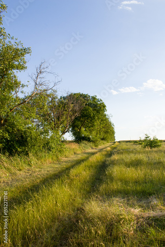 A dirt path through a grassy field