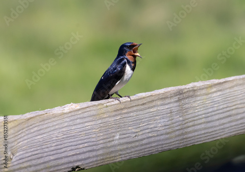 Swallow singing
