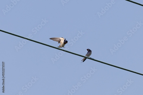 Swallows on power cable
