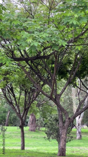 spring in the park , tree in the park, nature