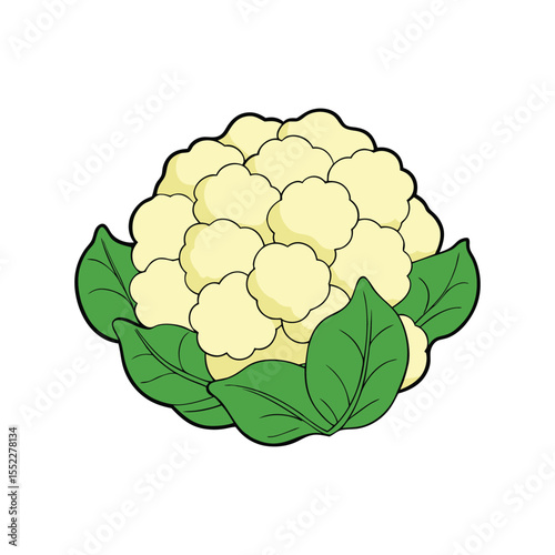 Fresh Cauliflower Illustration Vegetable Clipart for Healthy Eating
