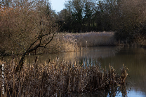 Reeds on lake