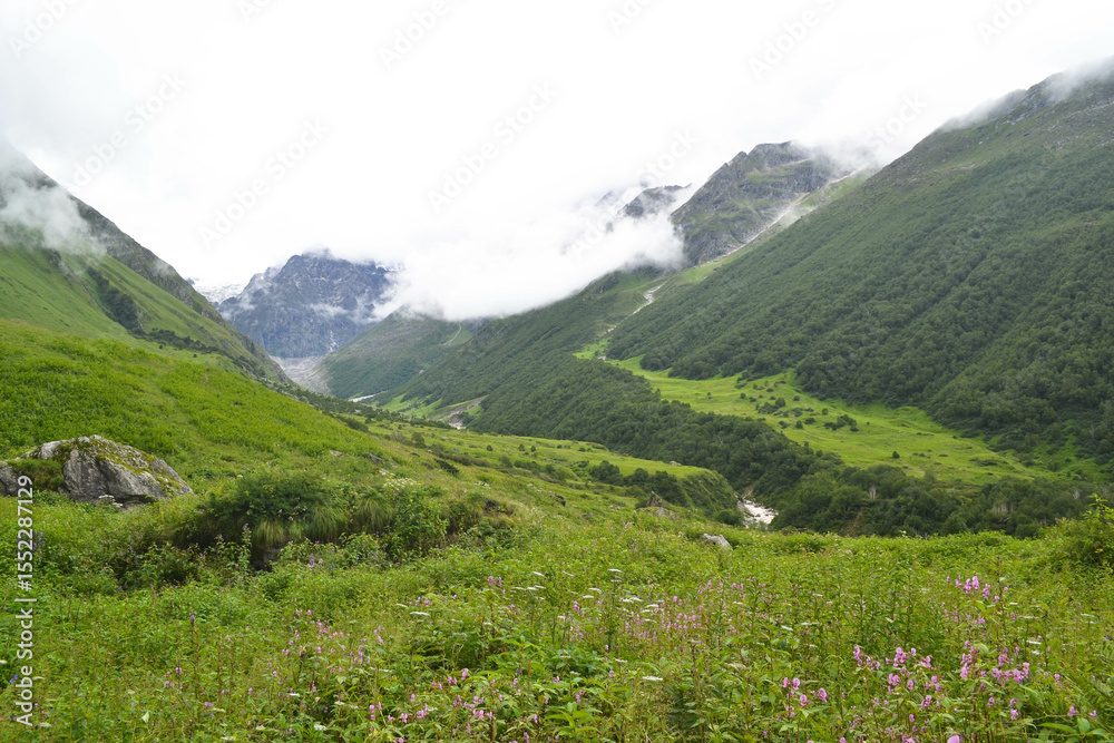 Fototapeta premium Valley of Flowers – A Blooming Paradise in the Heart of the Himalayas