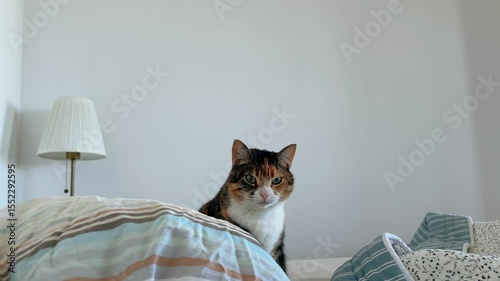 Awake funny cat yawning and waiting patiently for owner to get up from bed, morning pet behavior. Feline expectation, animal anticipation, pet owner connection, pet looking at camera blinking